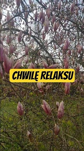 Takie chwile są BEZCENNE – magnolie, ptaki, spokój