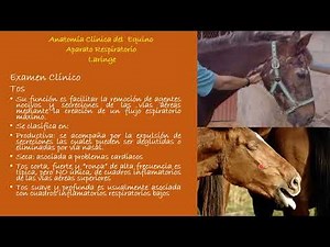 Anatomía Clínica del Equino: Aparato Respiratorio: Laringe