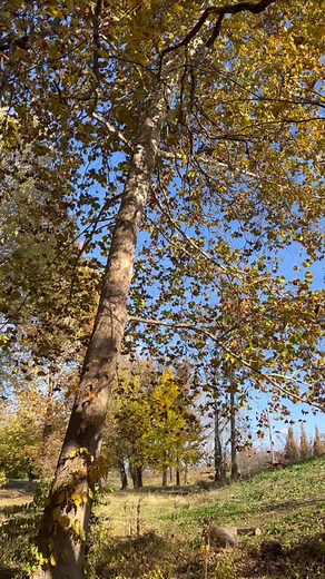 3 comments | The American sycamore is a large, fast–growing tree in...