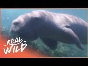 The Dugong: Nature's Mystery Mermaid (Wildlife Documentary) | Real Wild