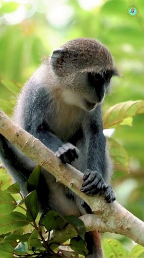 Life of Baboons: Full of Fun and Colors