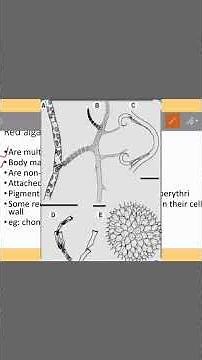 Red algae biology #biology #algae #algaebloom #algaecenter #facts #algaeeater #algaecontrol #student