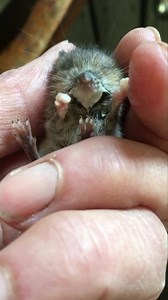 41K views · 1.3K reactions | Spring has sprung and the first wildlife casualty has arrived, a baby field mouse, brought in by someone’s cat, I think the cat actually did him a favour cos he’s very dehydrated and hungry, he’s had some milk and is now in a nice warm bed. | Hessa's Homeless Hounds | Facebook