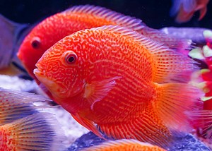 Severum - Red Spot