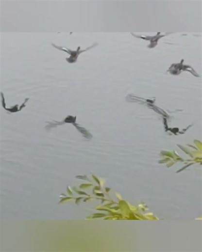 さて今朝の鳥達どうですか？ その８