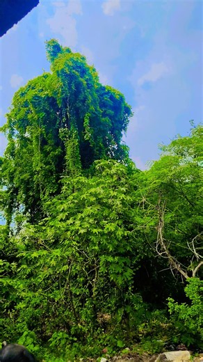 nature short video 🌲🌫️ #nature #viral #beautiful #naturelovers #love #shorts