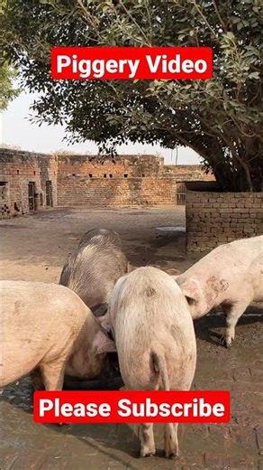 Pig Loading Station Muzaffarnagar