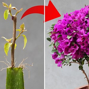 This Secret Helps You Propagate Any Flower Easily | Diy Garden World