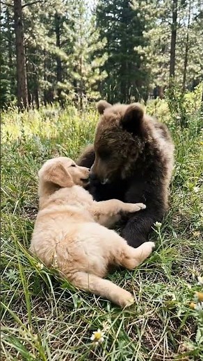 The Cutest Friendship Ever: A Puppy Plays With a Bear! 😍🐶🐻