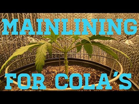Mainlining for colas - main-lining cannabis - manifolding