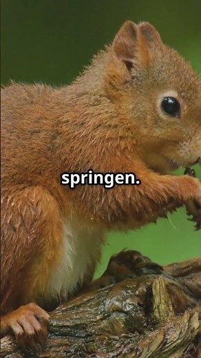 Entdecke die erstaunlichen Fakten über Eichhörnchen! 🐿️