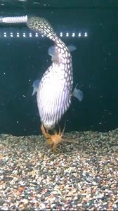 Puffer fish vs Crab😱 #fishing #fbreels | Tito otit's