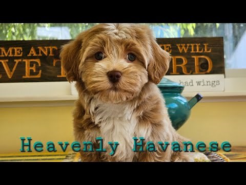 Heavenly Havanese™️ Puppies Summer 2024.