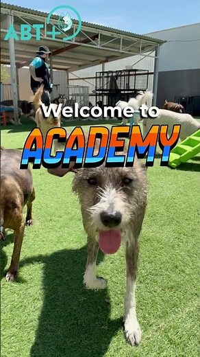 Dog Training and Daycare Adelaide - Academy at ABT