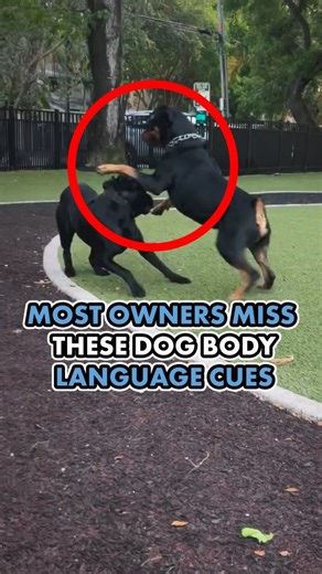 To many people, these two dogs are playing and having a good time. What's actually happening is a Rottweiler is practicing being pushy, dominant and ignoring the social cues of another dog...right in front of the owner. The Cane Corso is practicing avoidance, is overwhelmed and defending himself... right in front of his owner. As always, we are not making the owners wrong. They don't know. The purpose of these videos is for people to learn about energy, body language, dog psychology, how to lead