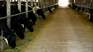Cows in a farm. Dairy cows. Cowshed