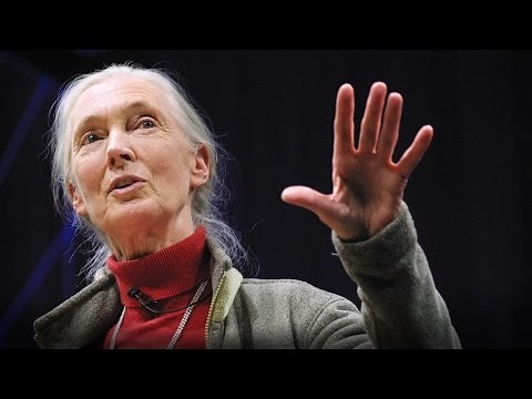 What separates us from chimpanzees?