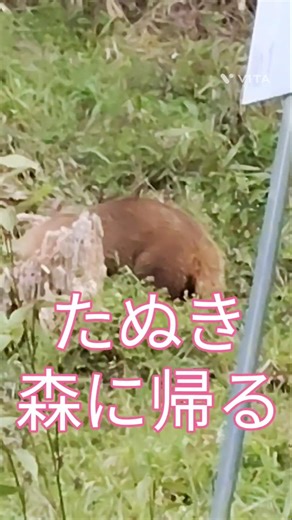 青梅市のたぬき 森に帰る🌲 #たぬき #きつね #動物の森 #自然 #青梅市