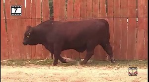 Another herd bull available October 16 in Brenham, Texas. This easy fleshing bull ranks in the top 3%WW, 4%YW, 1%REA and 10%IMF. See them all at: https://beefmasterbullsale.com/texas-sale/ | Beefmaster Bull Sale