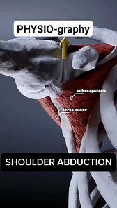 Rotator cuff muscle action | PHYSIO-graphy