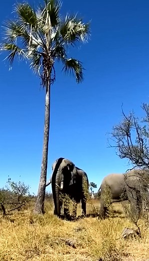 #elephant #elephants #elephantbehaviour #wildlife #reels #conservation #wild #amazing #wow #animals (159) | Elephant Time