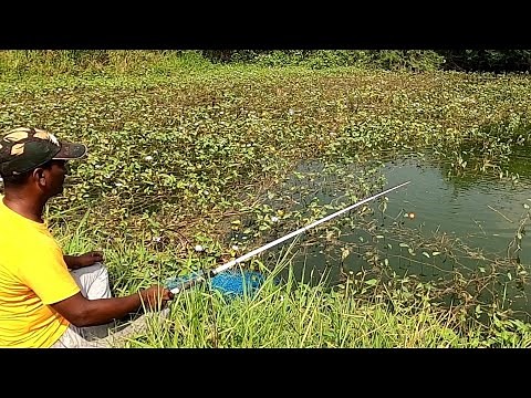 Village fishing || catching deffrent fishes in pond