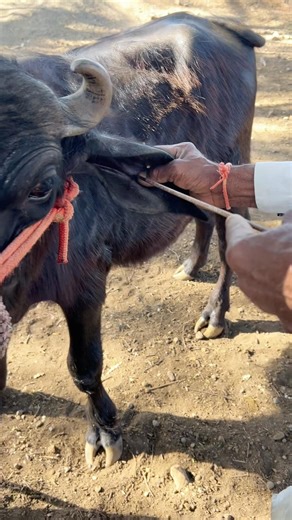 कान में सरिया भर दिया || 🥹👻 #shorts #minivlog #youtubeshorts #viralshort #trendingvideo