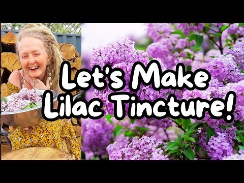 ✨ Let's Make an Easy Lilac Bloom Tincture this Spring!