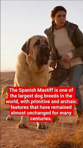 The Spanish Mastiff - an ancient protector: the majestic guardian of the Spanish plains #dog #dogs