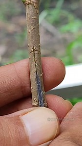 Satisfying T budding of fruit Trees EP127 #graftingplants #foryou #gardener | GardeningFruit