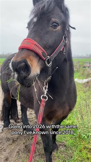 Celebrating 8 Years with Ruby Doo the Pony