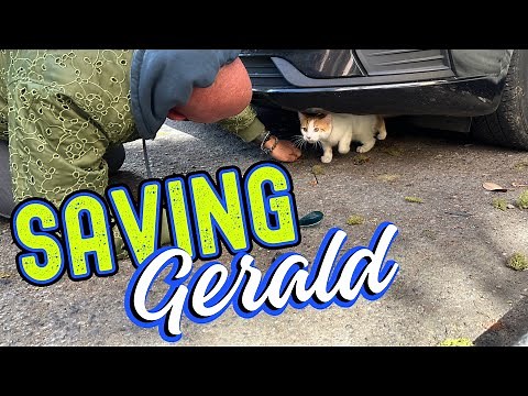 How the TikTok Universal Cat Distribution Systems Works