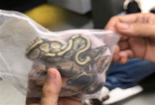 Sri Lankan man arrested at airport for smuggling pythons in underwear