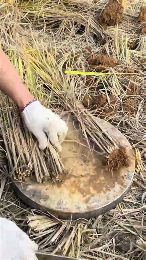 Rural Life: The Unstoppable Pace of Country Living