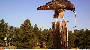 1.9K views · 70 reactions | WARNING: this video depicts a small snake being eaten alive. In these trail cam video posts, we usually include some cool/fun facts relating to the scene in question. In this one, the context is pretty clear: Red-tailed Hawks eat snakes, often without killing them first. Nature gonna nature! (OK, we couldn't resist: though the snake in this vid is a small garter or racer, Red-tailed Hawks are famously fond of rattlesnakes of all sizes!). | MPG Wildlife | Facebook