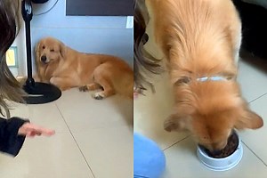 Conheça Pitoco, o golden retriever que só come ração se tutores cantarem música especial
