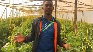 Fertigation for Greenhouse Tomatoes Fertigation is the process of applying fertilizers dissolved in the irrigation water to deliver nutrients directly to the plant's roots. Benefits of Fertigation for Greenhouse Tomatoes: - Precise control over nutrient delivery - Nutrients can be adjusted based on the plant's stage of growth and needs. - Efficient use of fertilizers - Less fertilizer is required compared to broadcasting or mixing into the soil. - Reduced leaching and runoff - Nutrients are deli