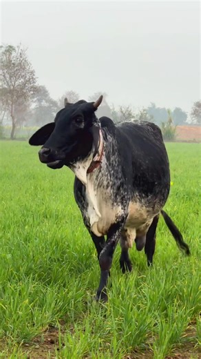 Talha Ghouri (@talhaghourivlog)’s videos with original sound - Shaheen Studio