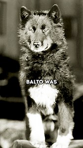 8.5K views · 149 reactions | Dog That Saved A Town  | Mr Scientific | Facebook