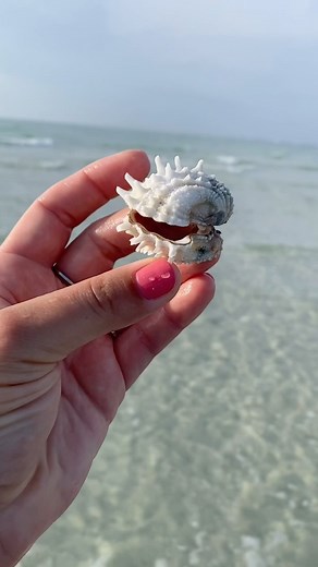 Jojo 🐚 Let’s Go Shelling on Instagram: "Come shelling with me🤗🐚 . . . . . #seashells #swfl #shelling #beachcombing #floridalife #beachlife #beachfinds #stpete #floridabeaches #oceanlovers"