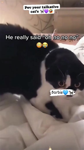 Here's is smart Cute talkative cat's That's will makes you happy love it and want them more 💜🐈🥰 Monday night cat lovers hello. #barbiecatlover #PetLovers #catlover #fypchallenge | Barbie Nathazha
