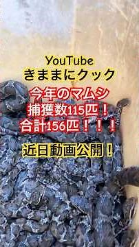 大量のマムシが生息する田んぼ！！#shorts #大量のマムシ#大量発生