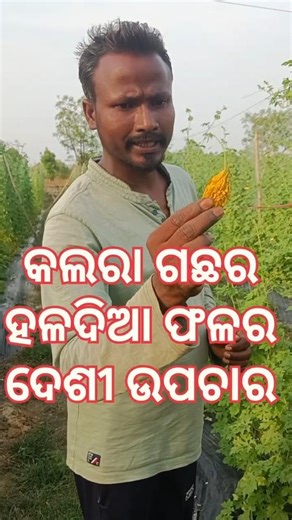 INSCETS OF BITTER GOURD DISEASE YELLOW COLOUR ll Kalara gachhara rogo kemiti thik koribe #shorts
