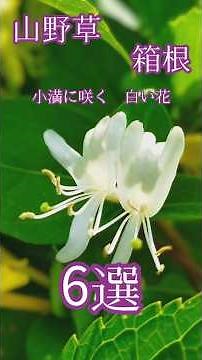 山野草 小満の箱根 白い花6選 花のある風景 #nature #flowers #garden #山野草 #花のある風景 #庭の花 #花風景 #箱根 #宮ノ下 #強羅 #hakone #小満