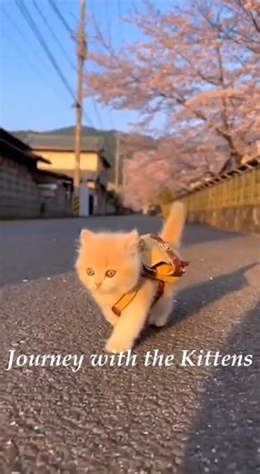 The aroma of delicious-looking bread | Tiny Backpack Cat