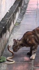 2.5K views | Lol cat  | Alpha Korean Language School | Facebook