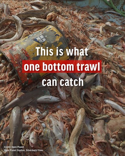 4.8K views · 89 reactions | One bottom trawl. That’s all it takes to destroy decades of deep-sea life. The Mediterranean’s unique deep ecosystems deserve real protection. It’s time to extend the deep-sea trawl ban to at least 800m. It’s time to #DefendTheDeep! 視 | Oceana Europe | Facebook