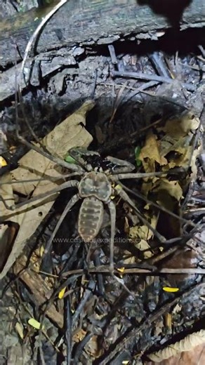 Araña escorpión (Amblypygi) guardiana nocturna de la selva