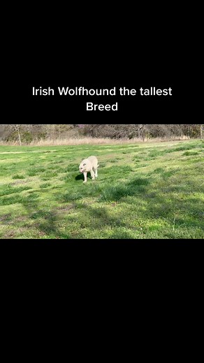 The Irish Wolfhoind is the tallest of all breeds. They are a BIG DOG. #irishwolfhound #irishwolfhoundsoftiktok #bigdog #foryoupage #pets