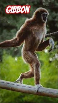 gibbon monkey " gibbon funny moments #trending #animalkingdom #viralshorts #wildlife
